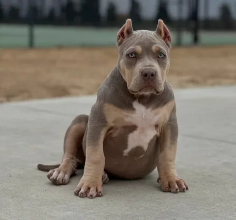 Gwen, a young lilac tri XL American Bully sitting on a concrete pad in soft daylight.