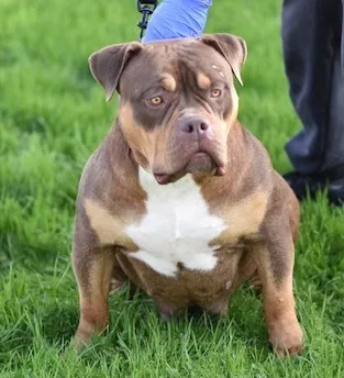 Khaleesi, a tri-color XL American Bully sitting on grass.