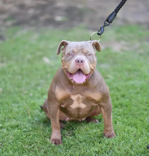 Luna, a lilac tri XL American Bully sitting on grass with mouth open in a relaxed grin.
