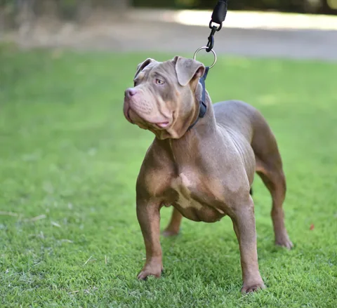 Zoey, a tri-color XL American Bully sitting on grass on a gold-buckle leash.