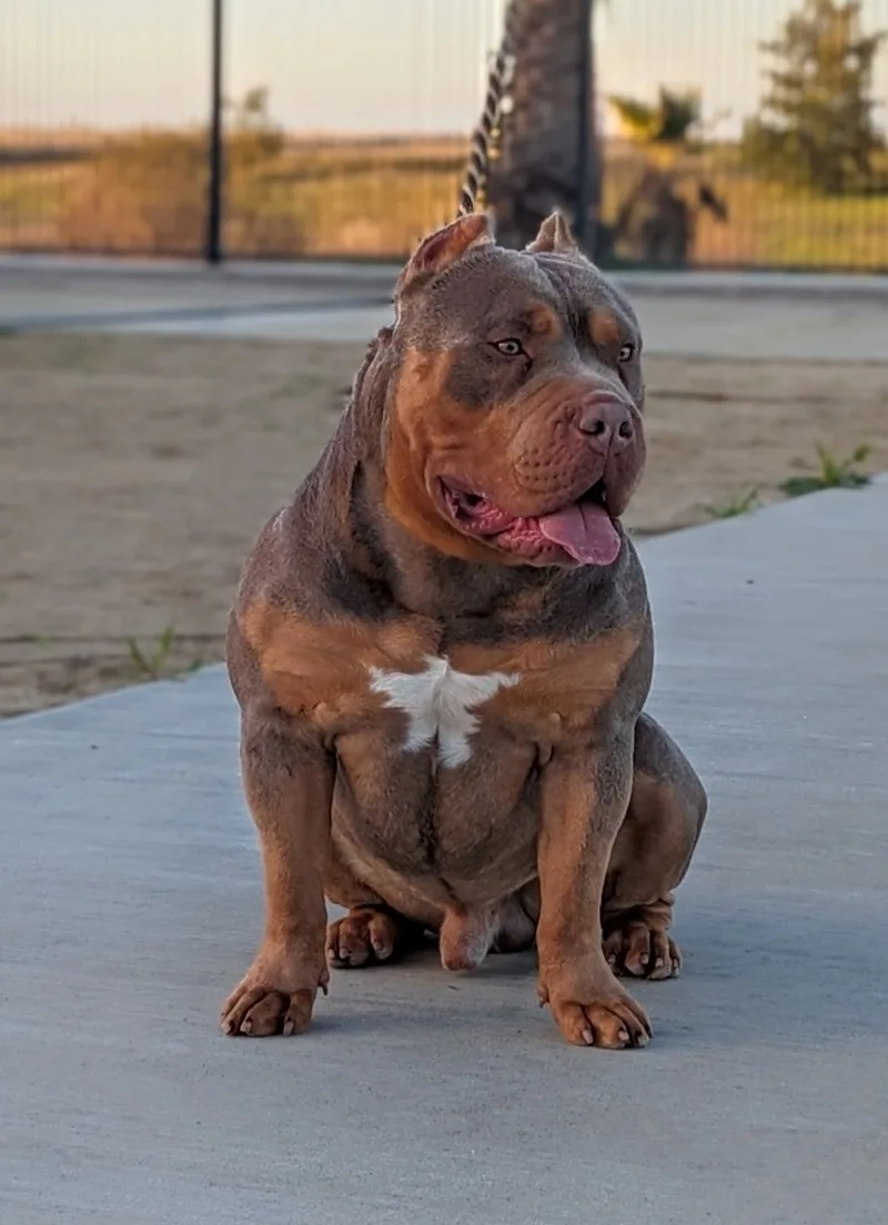 Tri-color XL American Bully sitting on a concrete pad, golden hour, mouth open in a relaxed grin.