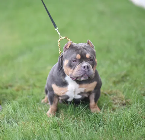 Ace, a champagne lilac XL American Bully standing on grass with leash, side profile showing wide chest and thick frame.